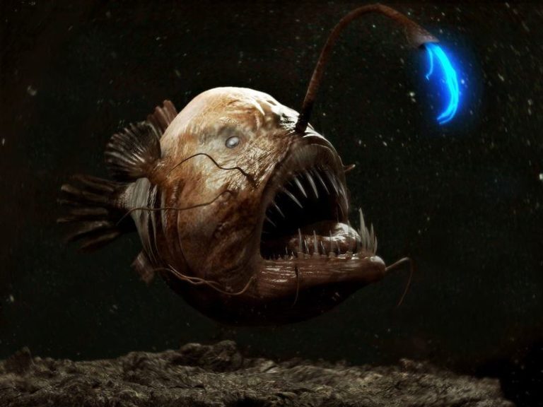 The Anglerfish: Nature’s Deep-Sea Predator With a Glowing Trap