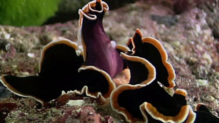 плоские черви