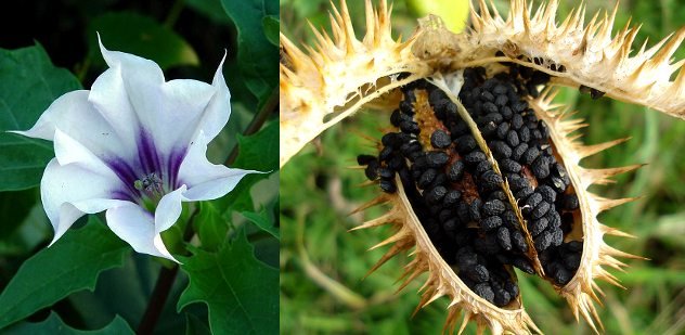 Ловушка дьявола