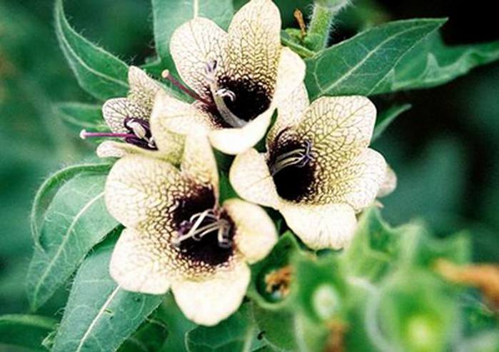 Белладонна