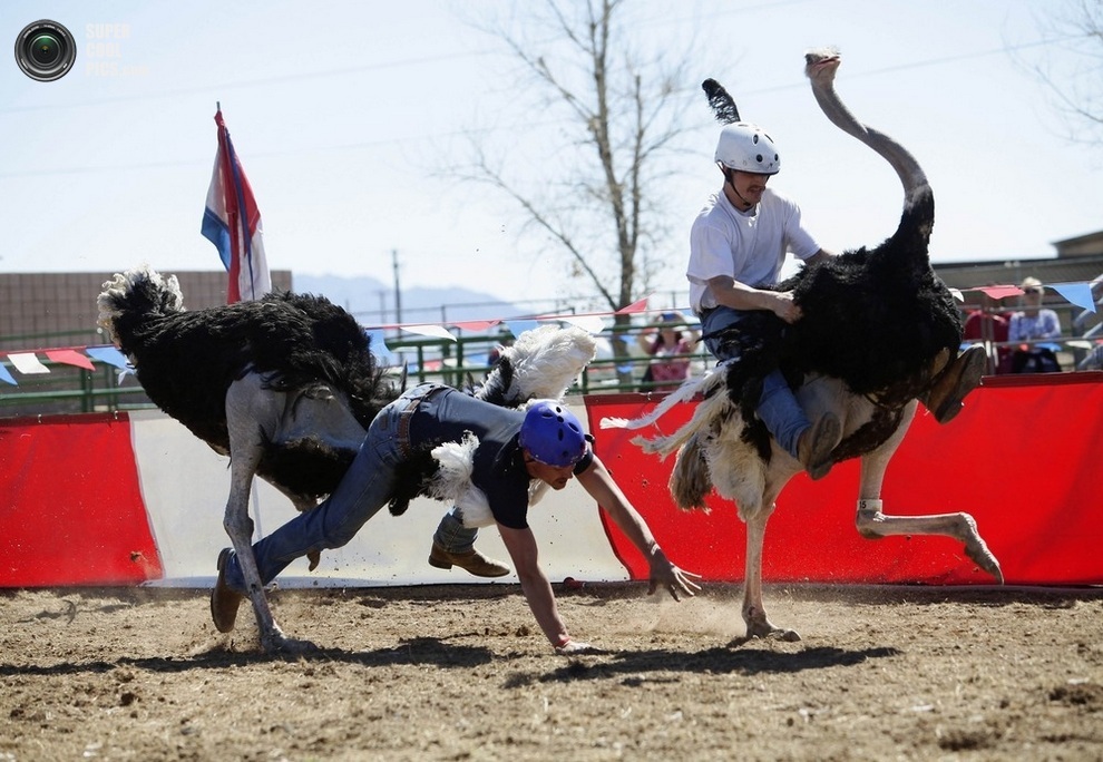 Гонки На Страусах