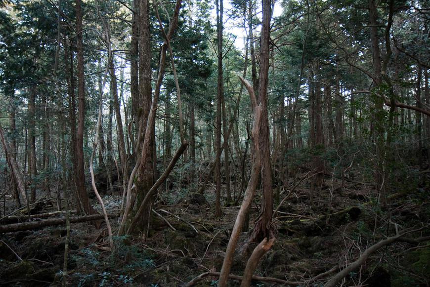 Лес Аокигахара