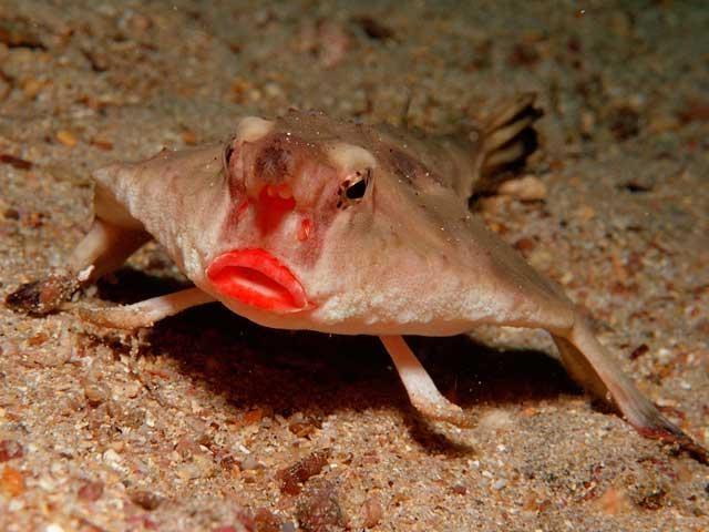 Нетопырь Дарвина