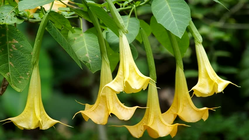 Трубы ангела