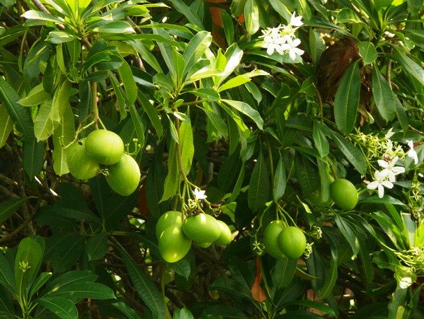 Цербера (дерево самоубийства)