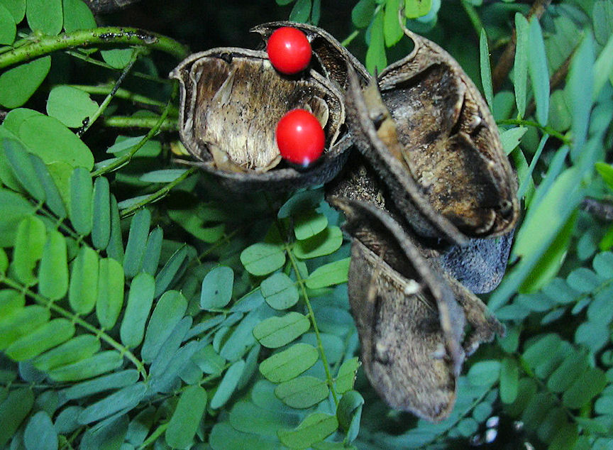 Чёточник молитвенный (Abrus precatorius)