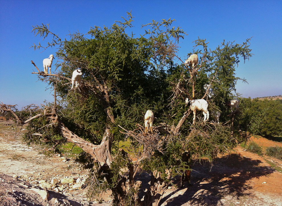 козы, котрые лазают по деревьям