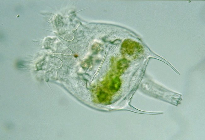 Bdelloid Rotifers