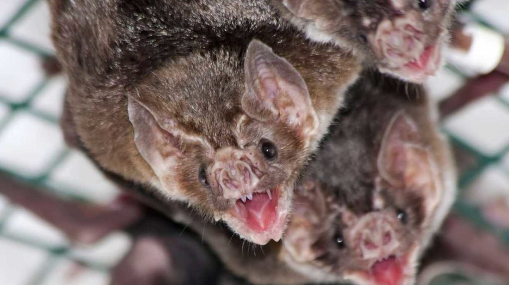 Сумчатый (тасманский) дьявол