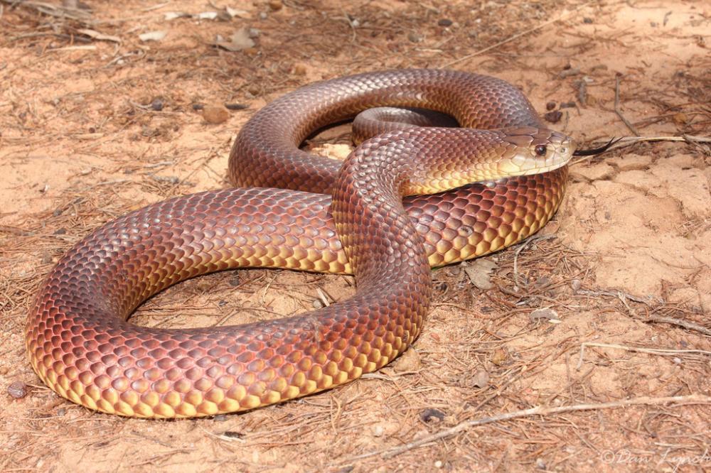The Eastern Brown Snake