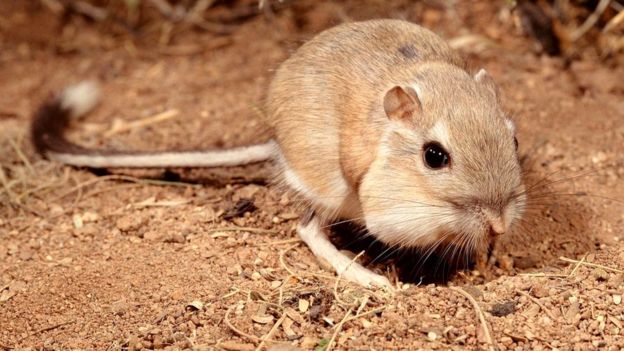 The Kangaroo Rat