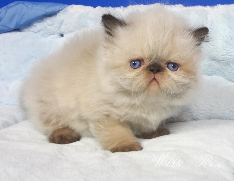 Гималайская Персидская Кошка