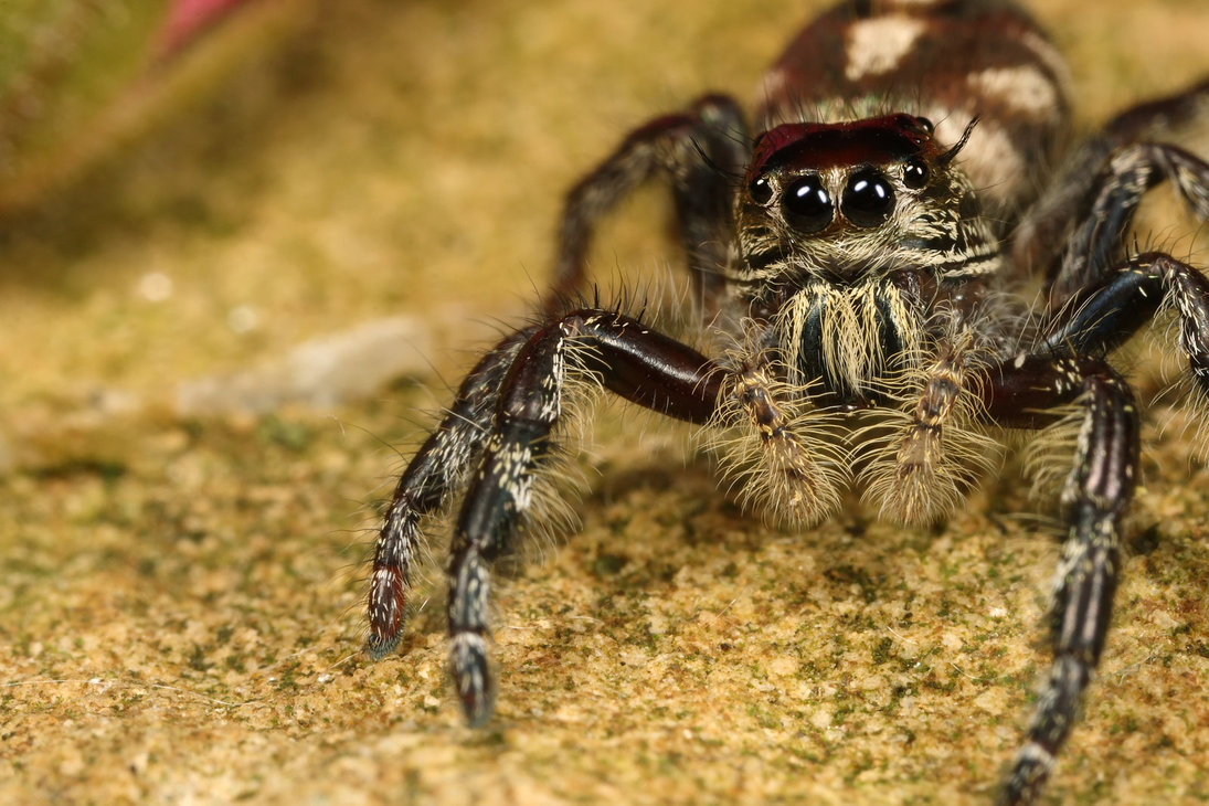 Himalayan jumping spider