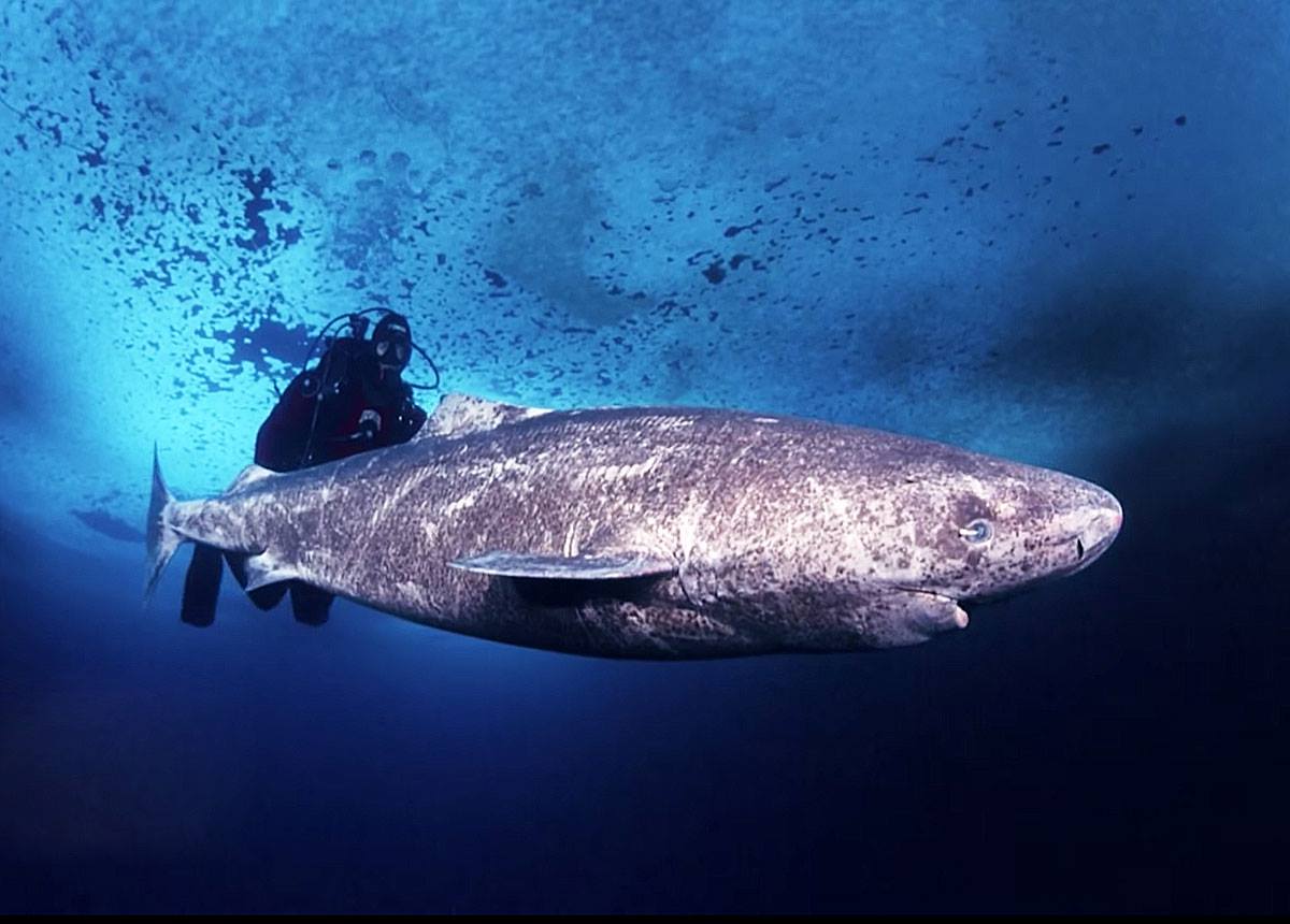Greenland shark