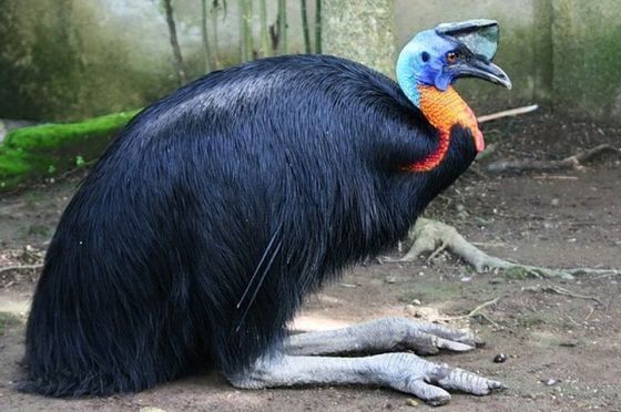 The Cassowary