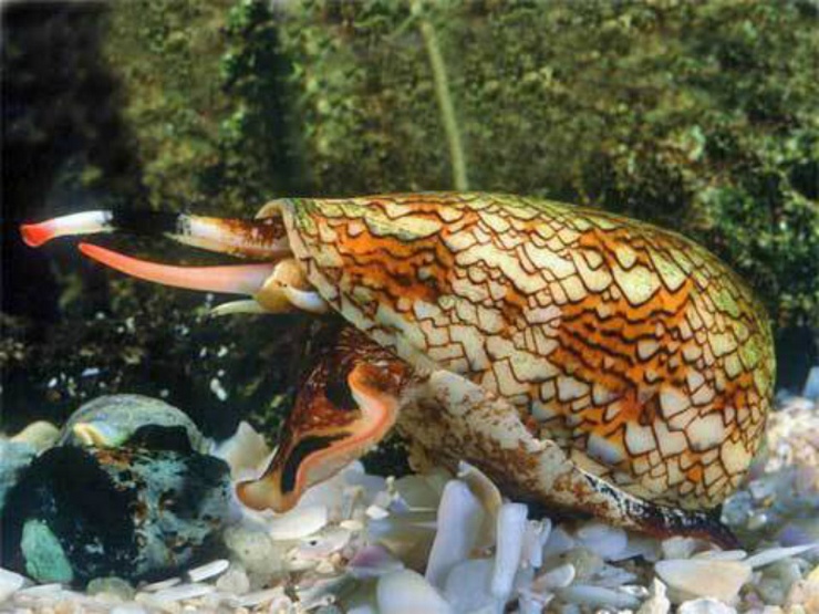 The Cone Snail