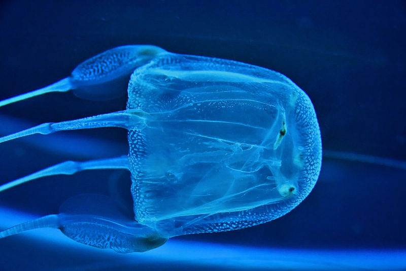 The Box Jellyfish