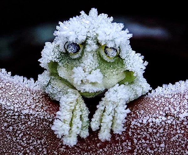 Frozen Frogs