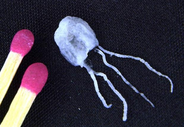 The Irukandji Jellyfish