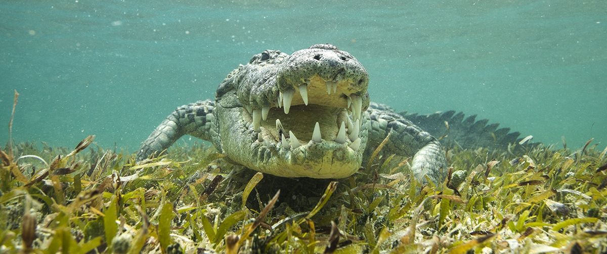 The Saltwater Crocodile