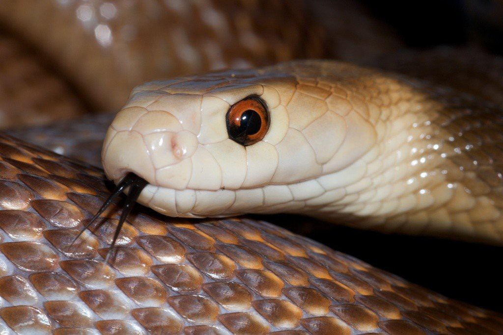 The Coastal Taipan