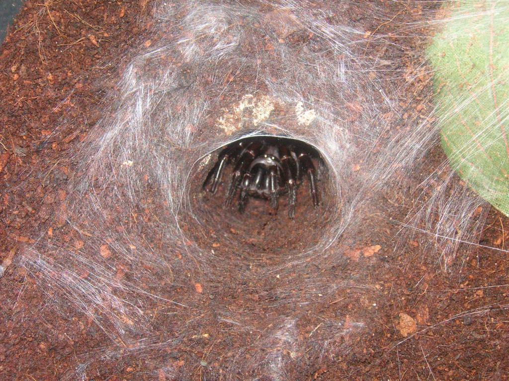 The Sydney Funnel-Web Spider