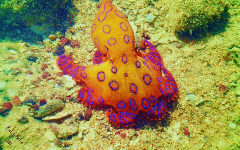 The Blue-Ringed Octopus
