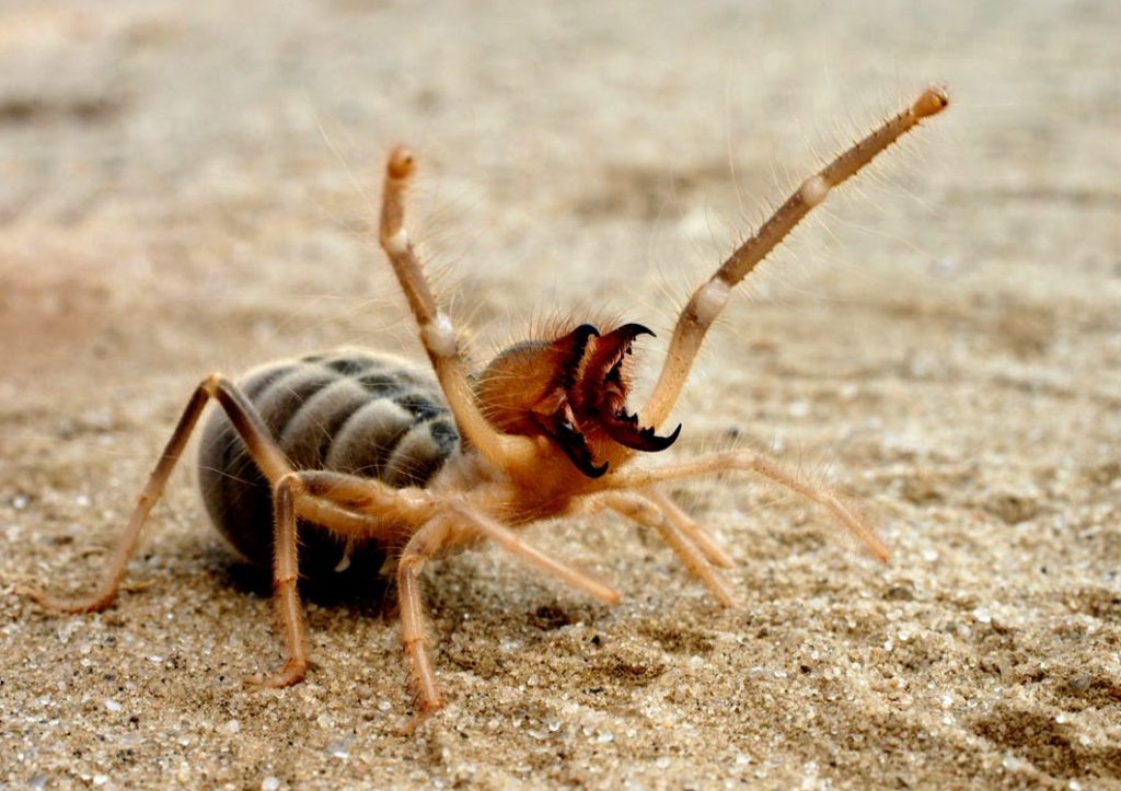 Сольпуга (паук-обжора)