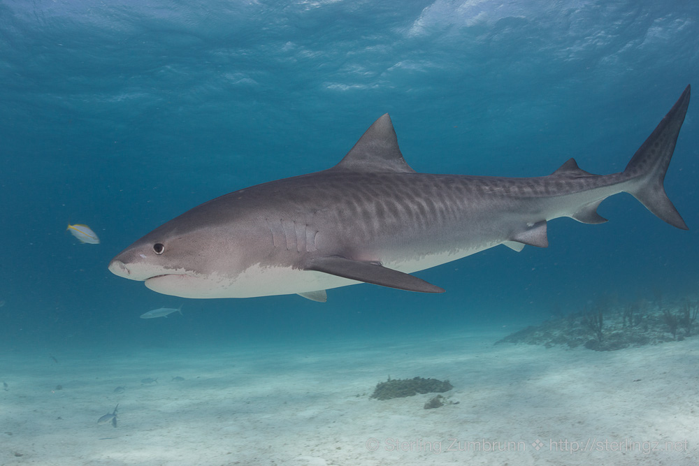 The Tiger Shark