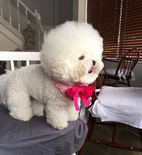 Щенок Бишона