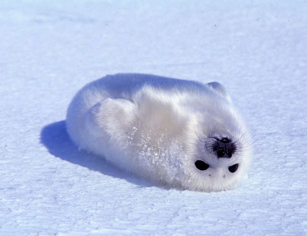 детеныш пушистого гренландского тюленя