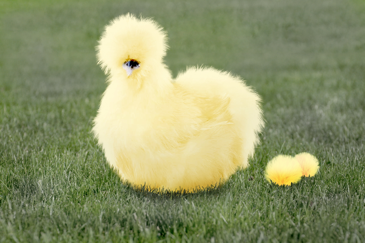 китайская шелковая курица