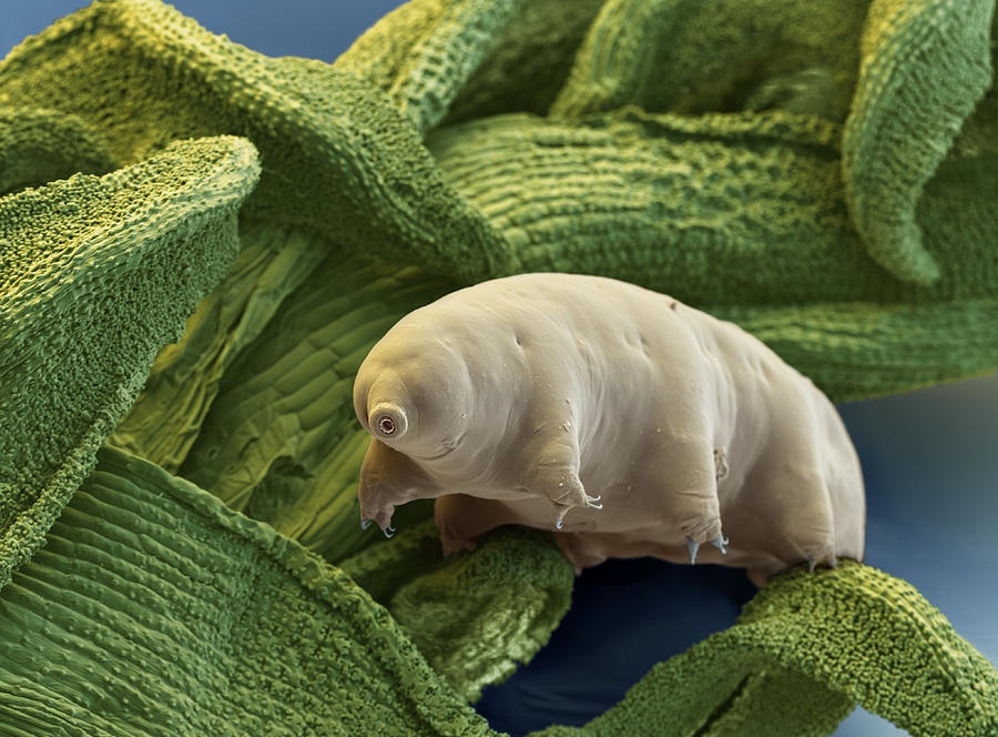Tardigrades: The Ultimate Survivors