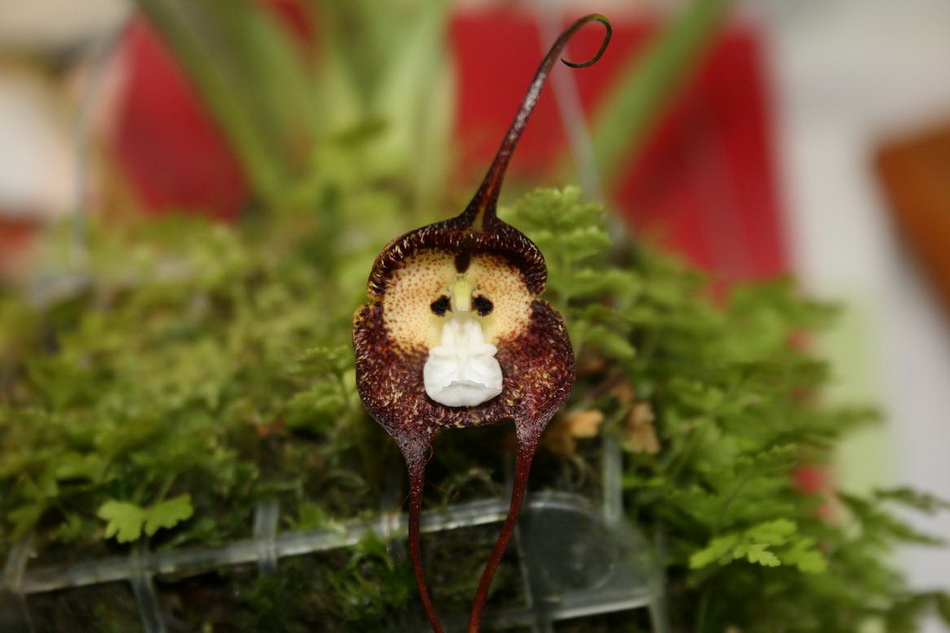 Monkey Face Orchid (Dracula simia)