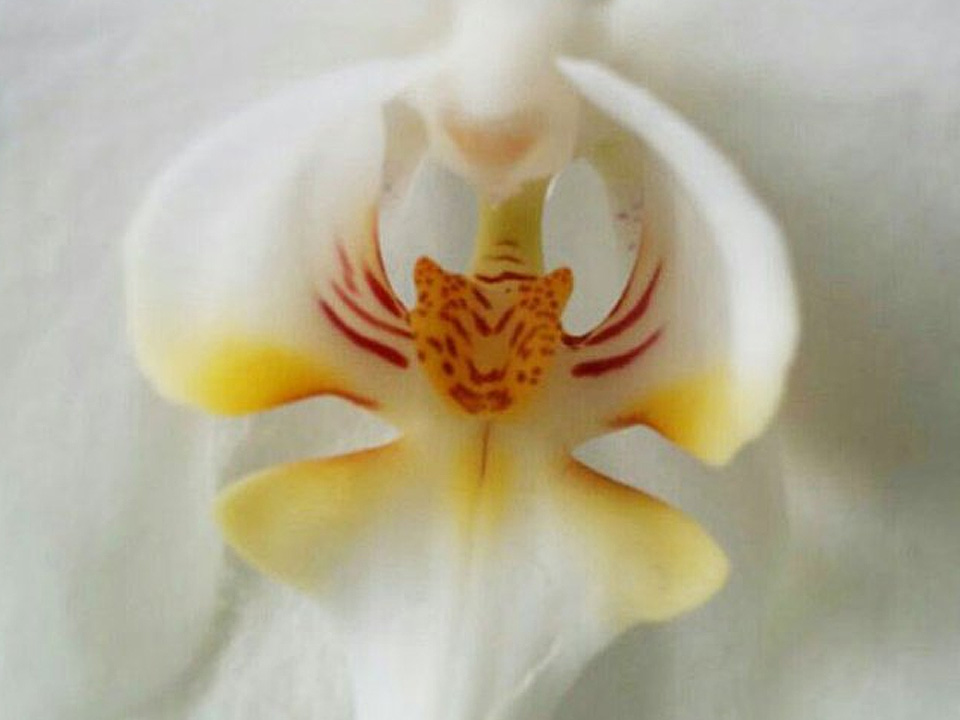 Tiger Face Orchid