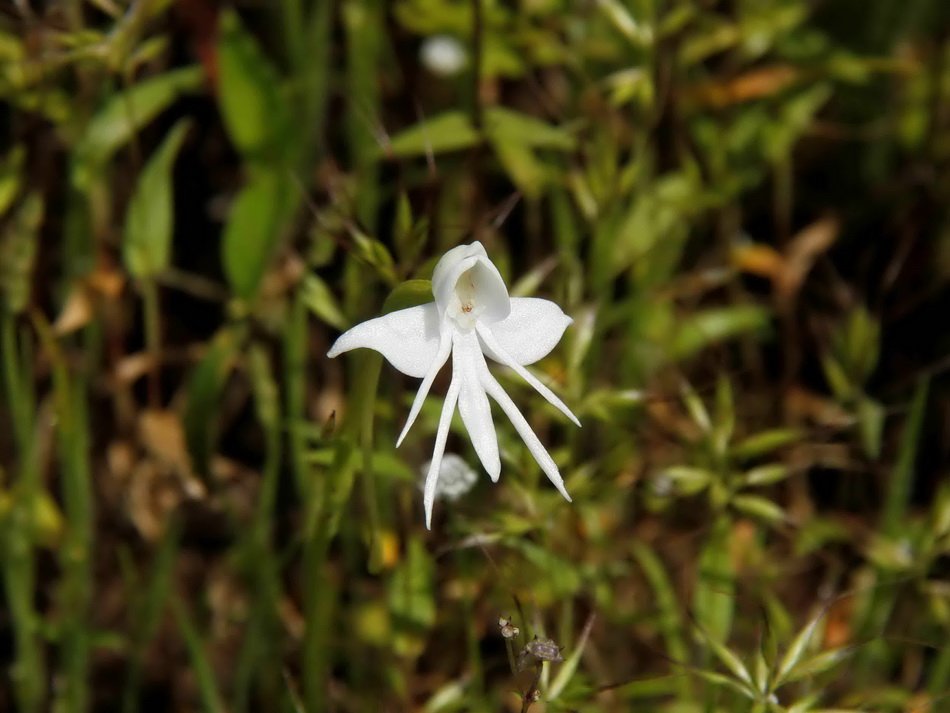 Angel Orchid (Habenaria grandifloriformis)