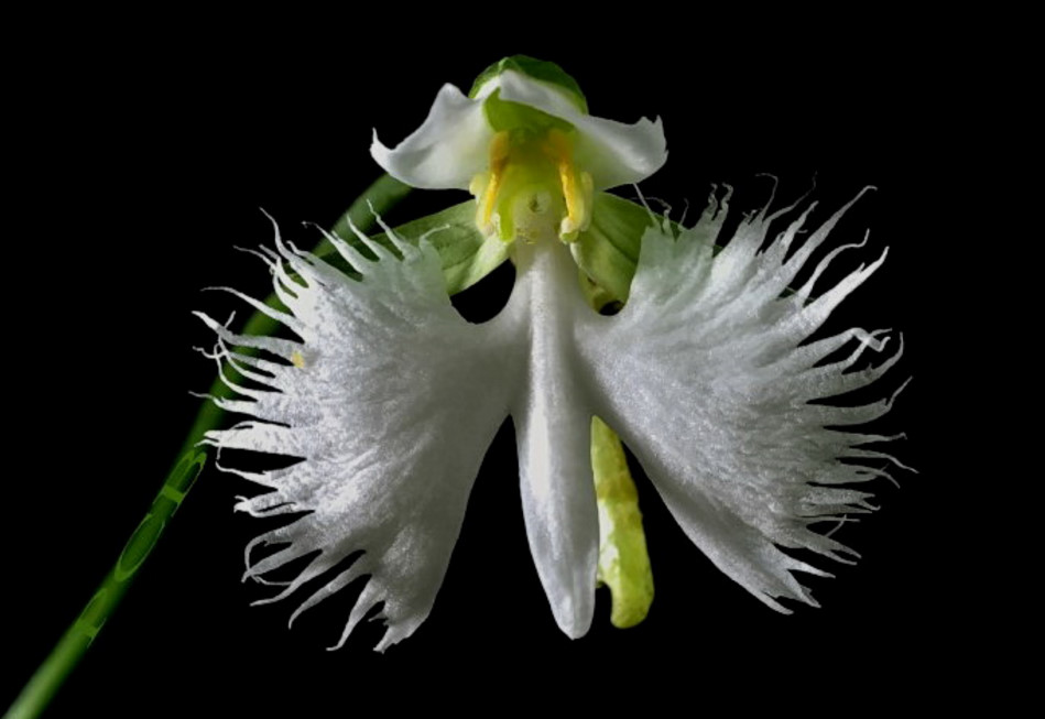 White Egret Orchid (Habenaria radiata)