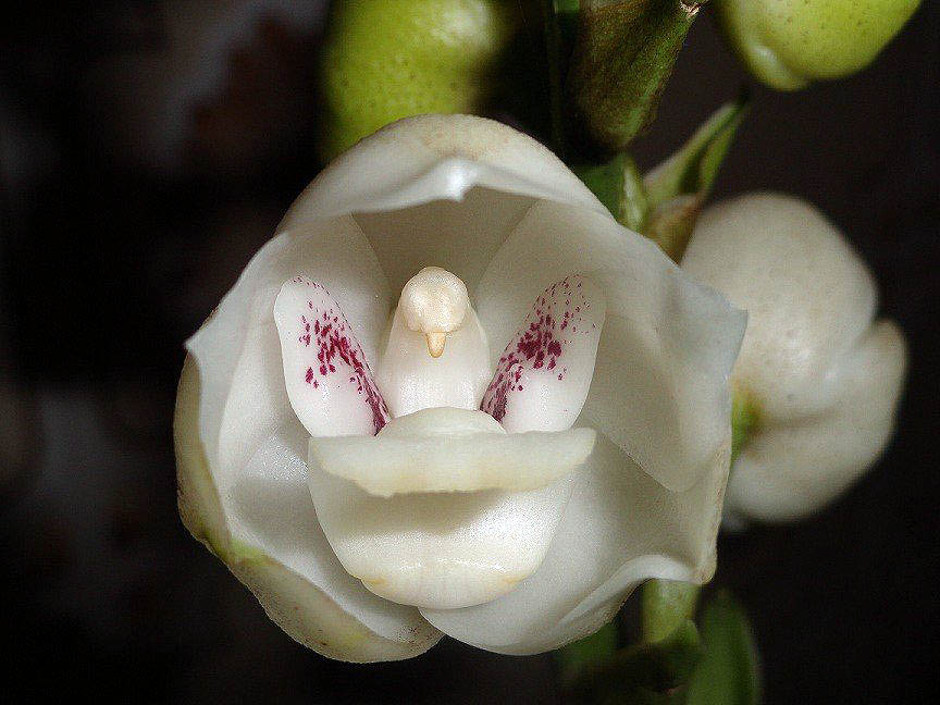 Dove Orchid / Holy Spirit Orchid