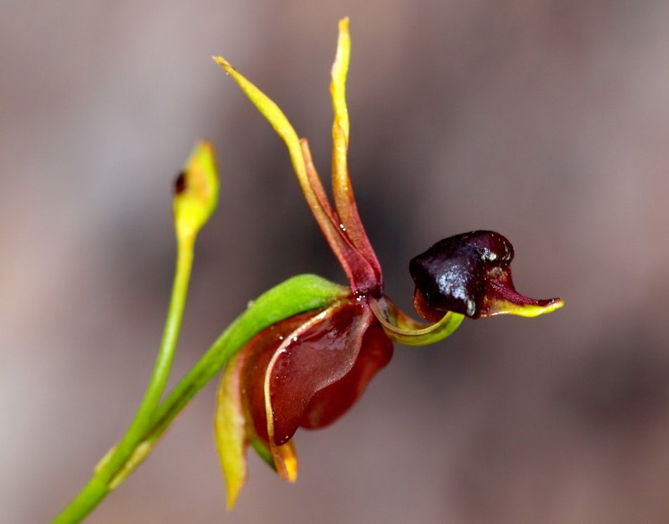 Flying Duck Orchid