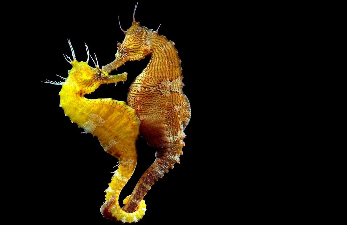 Морской конек