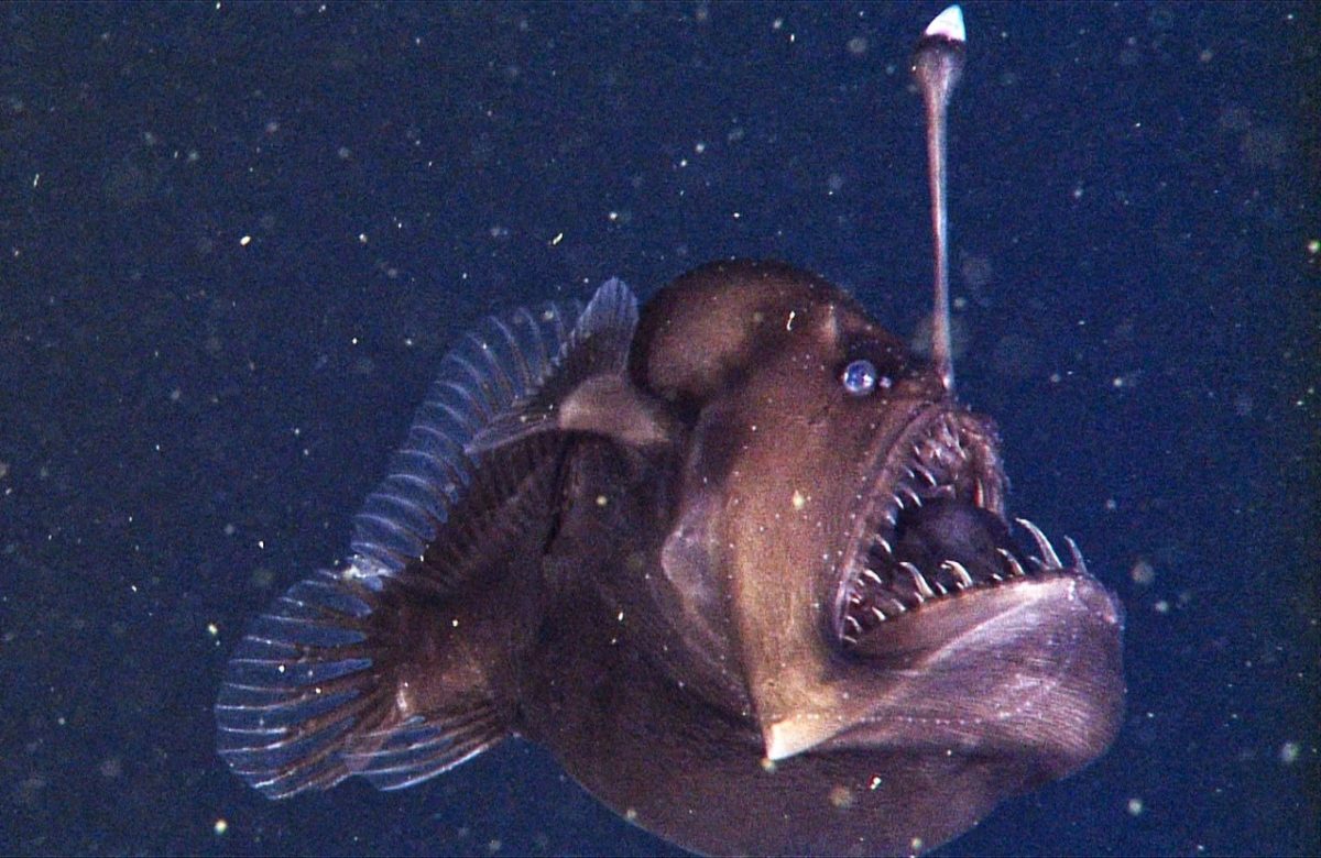 Морской черт