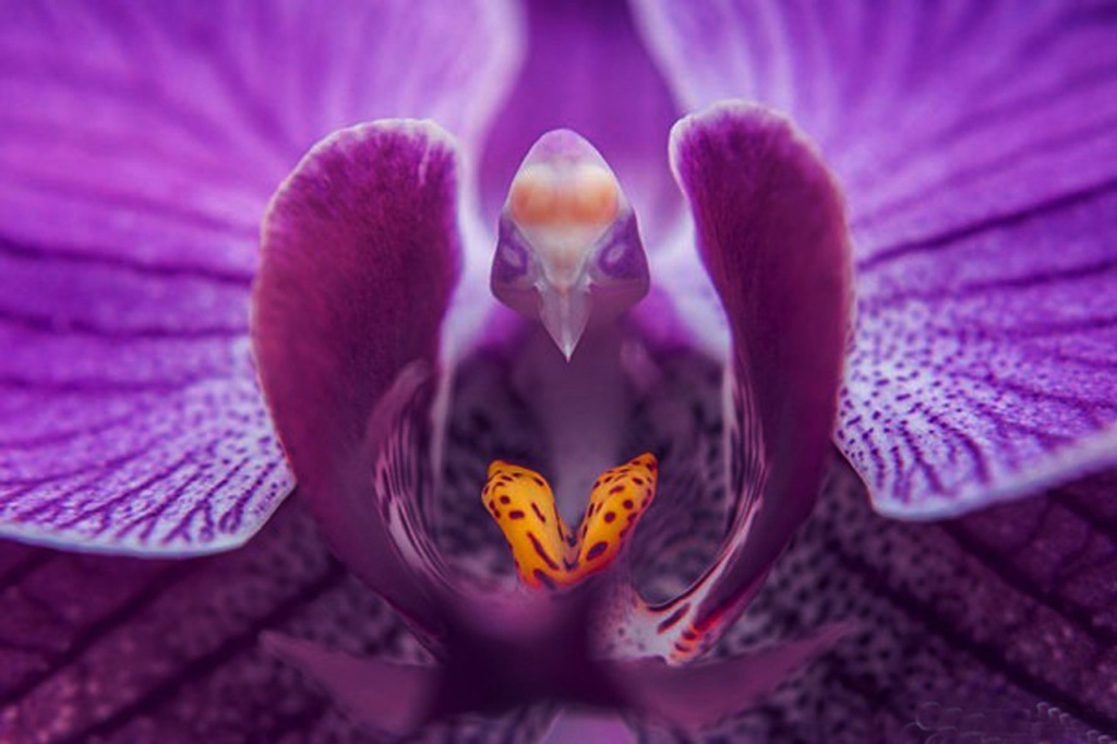 Moth Orchid (Phalaenopsis)