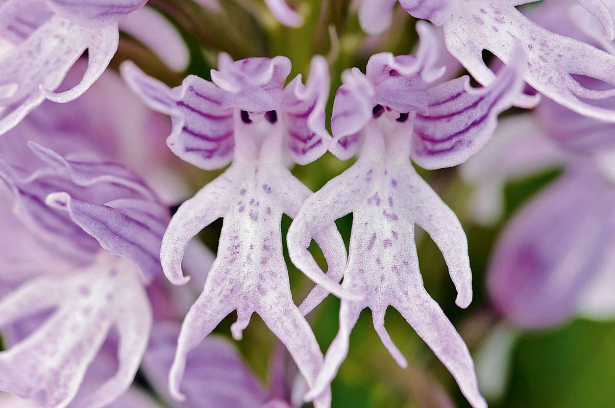 Naked Man Orchid