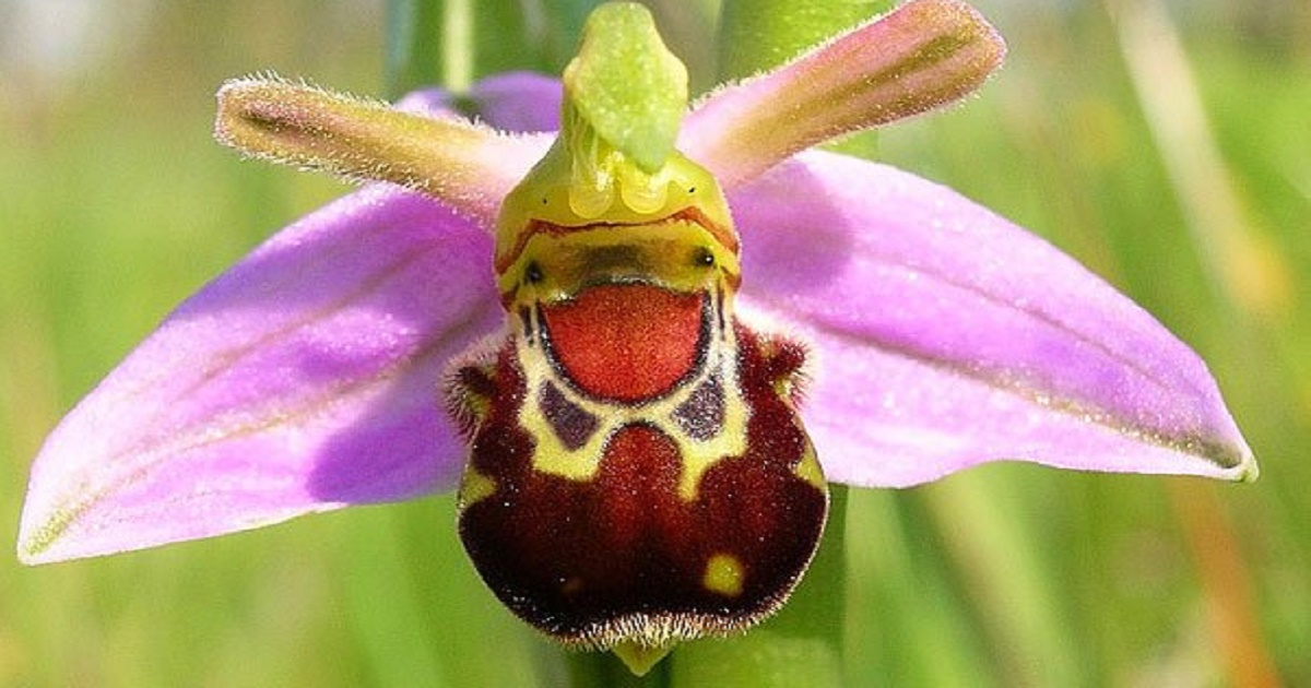 Laughing Bumblebee Orchid