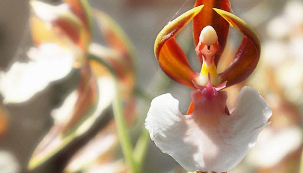 Ballerina Orchid