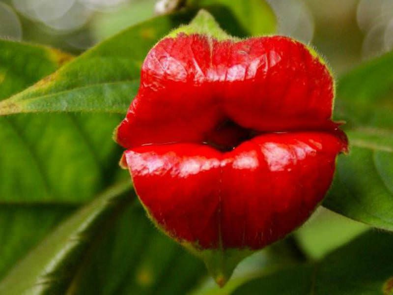 Hooker’s Lips (Psychotria elata)