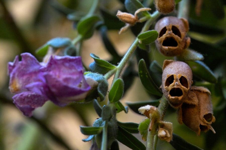 Snapdragon Seed Pods (Antirrhinum)