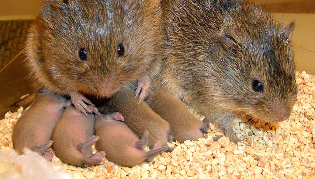 Степные полевки