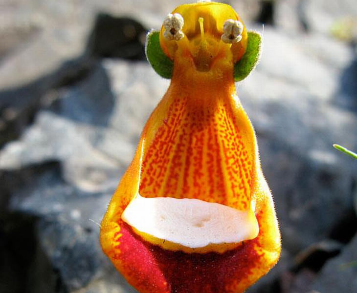 Happy Alien (Calceolaria uniflora)