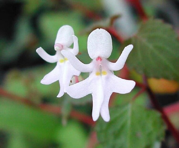 Dancing Girls (Impatiens bequaertii)